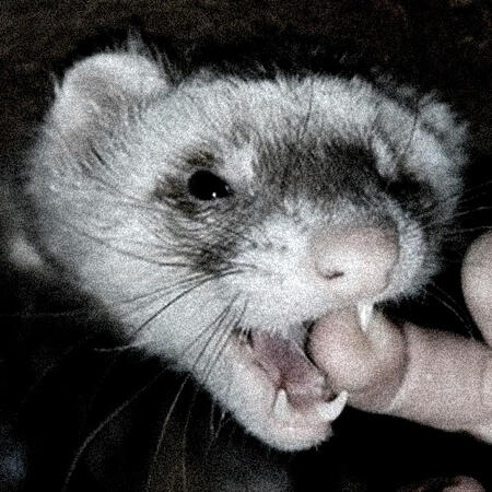 Ferret!