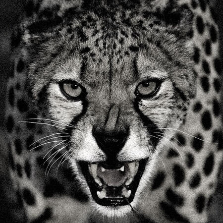 Cheetah!