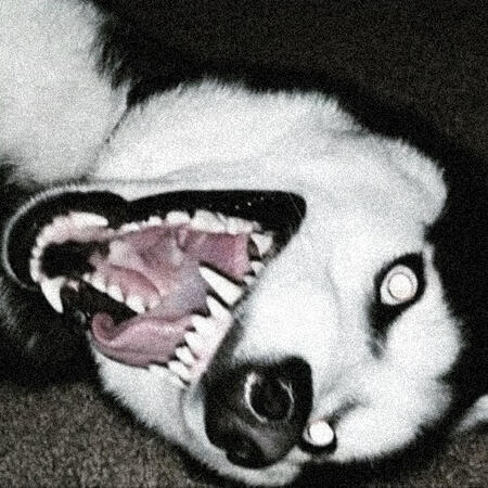 Siberian Husky!